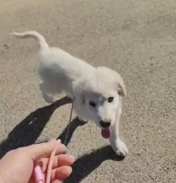 Punch 3 mesi taglia grande ipovedente  | Foto 2