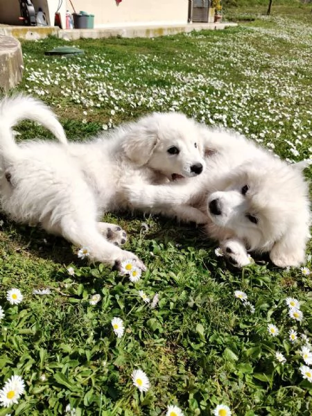 Punch 3 mesi taglia grande  | Foto 1