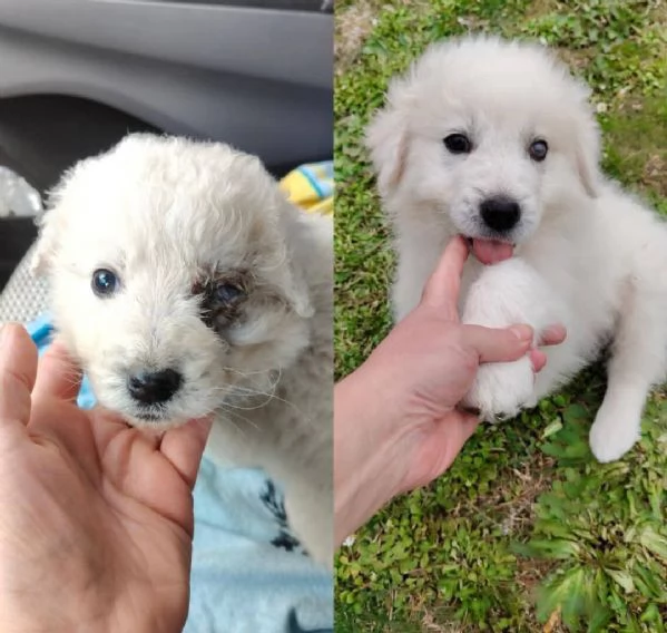 Punch 3 mesi taglia grande  | Foto 0