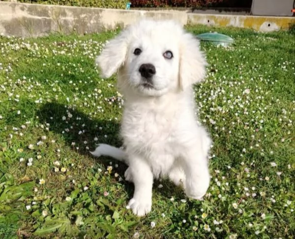 Punch 3 mesi taglia grande ipovedente 