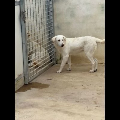 Chiara taglia media socievole ed equilibrata  | Foto 6