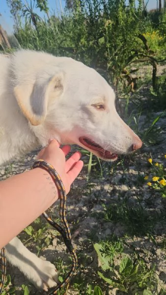 Chiara taglia media socievole ed equilibrata  | Foto 5