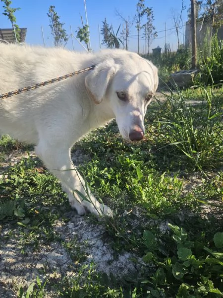 Chiara taglia media socievole ed equilibrata  | Foto 4