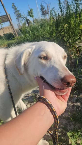 Chiara taglia media socievole ed equilibrata 