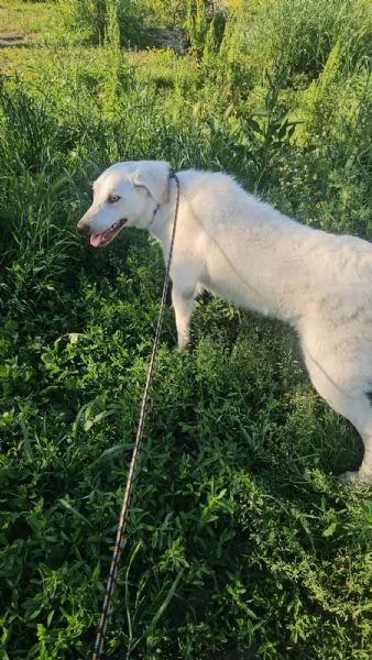 Chiara taglia media socievole ed equilibrata  | Foto 3