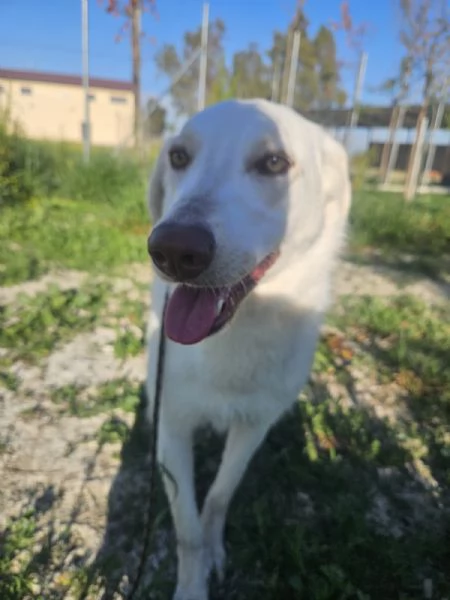 Chiara taglia media socievole ed equilibrata  | Foto 1