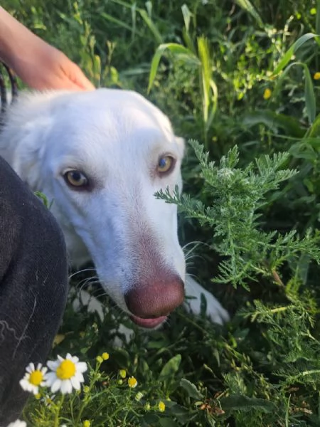 Chiara taglia media socievole ed equilibrata  | Foto 0