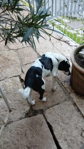 Coffee super dolce amico di tutti  | Foto 6