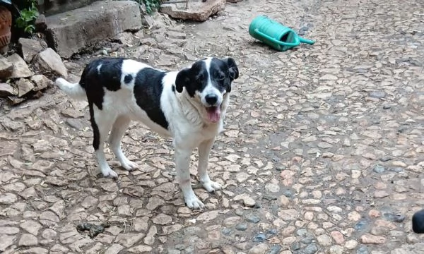 Coffee super dolce amico di tutti  | Foto 5