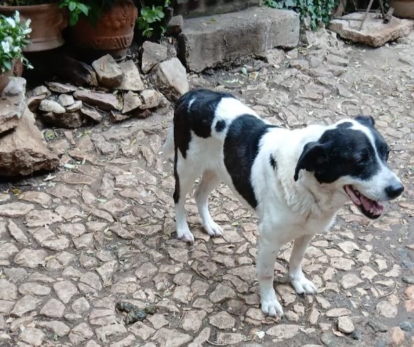 Coffee super dolce amico di tutti  | Foto 3