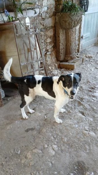 Coffee super dolce amico di tutti  | Foto 2