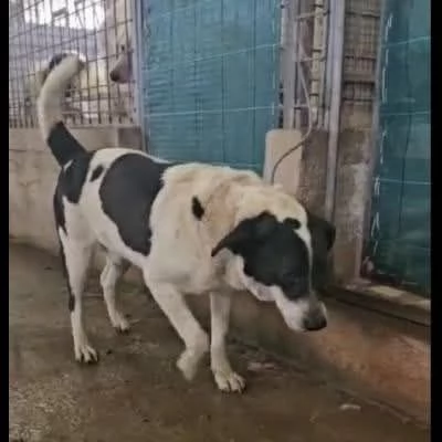 Coffee super dolce amico di tutti  | Foto 1