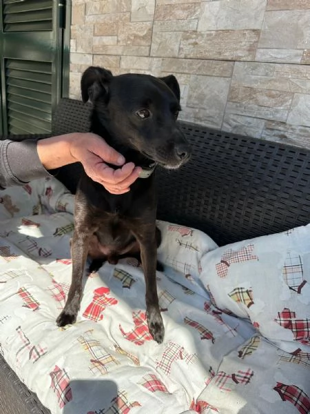Billy taglia contenuta dolce e socievole 
