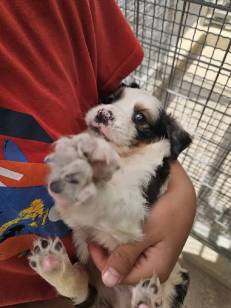 Leo cucciolo taglia media  | Foto 3