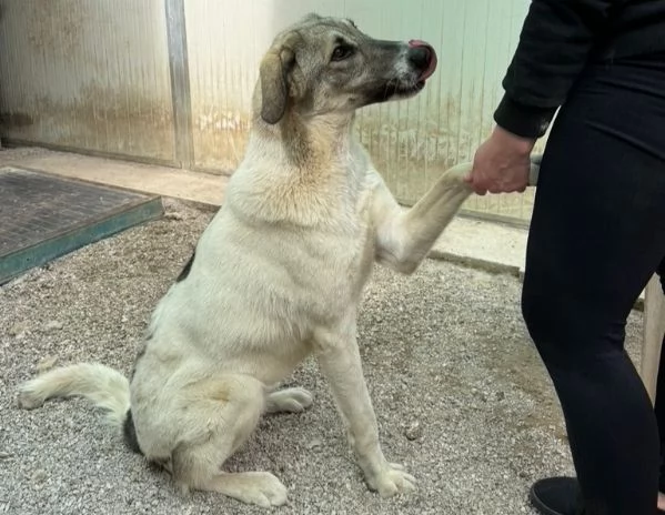 Maya bellissima principessa taglia grande 