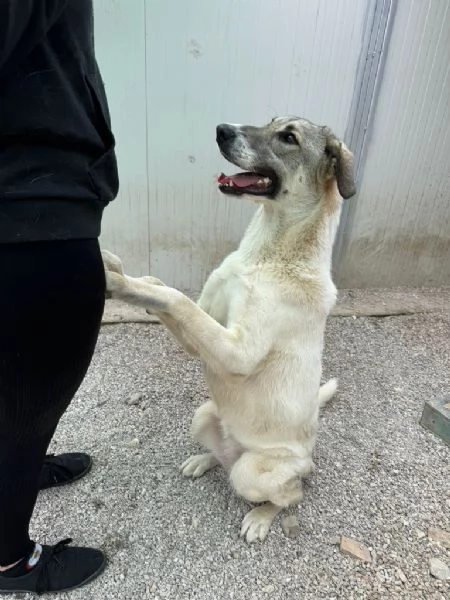 Maya bellissima principessa taglia grande  | Foto 1