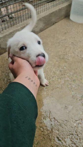 Penelope 2 mesi taglia media 