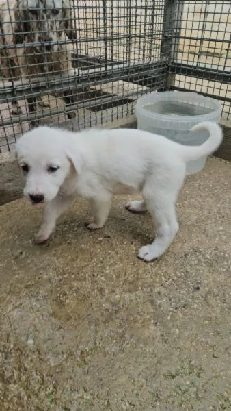 Penelope 2 mesi taglia media  | Foto 6