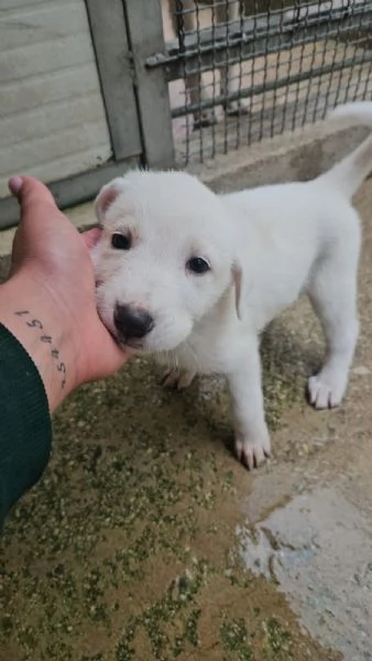 Penelope 2 mesi taglia media  | Foto 3