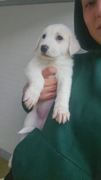 Penelope 2 mesi taglia media  | Foto 1