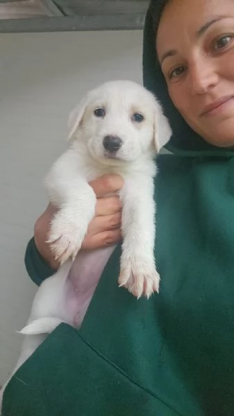 Penelope 2 mesi taglia media  | Foto 0