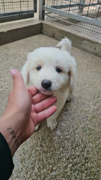 Freya 2 mesi taglia media  | Foto 4