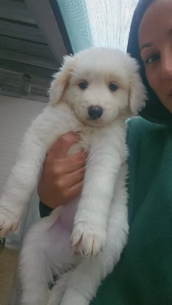 Freya 2 mesi taglia media 