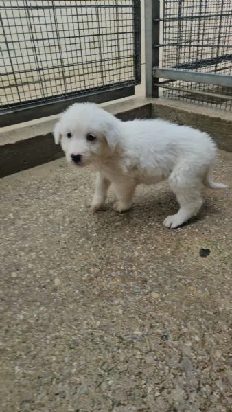 Olivia dolcissima 2 mesi taglia media 