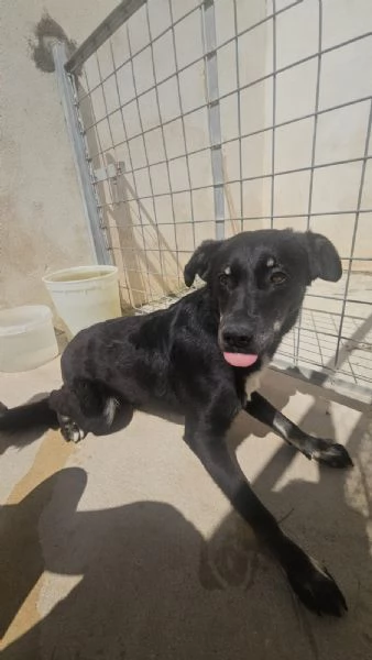 Luigi 2 anni timido e riservato | Foto 5