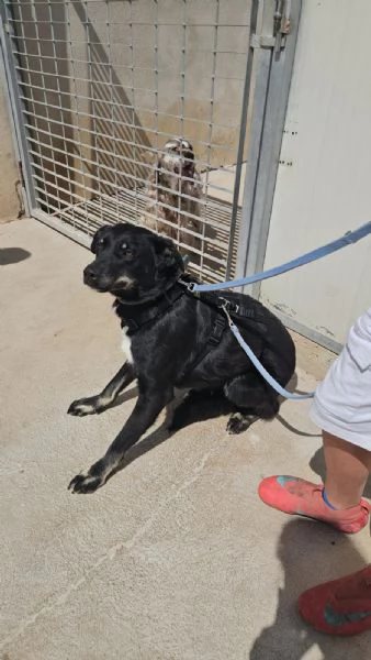 Luigi 2 anni timido e riservato | Foto 4