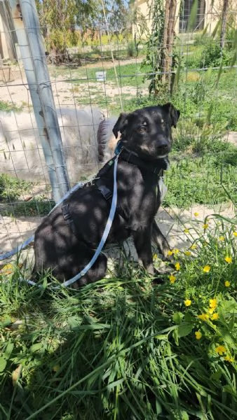 Luigi 2 anni timido e riservato | Foto 3