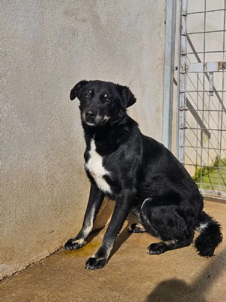 Luigi 2 anni timido e riservato
