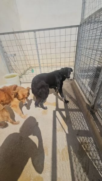 Luigi 2 anni timido e riservato | Foto 2