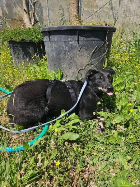 Luigi 2 anni timido e riservato | Foto 0