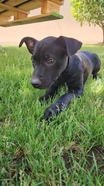 Totograve 3 mesi incrocio pittbull | Foto 5