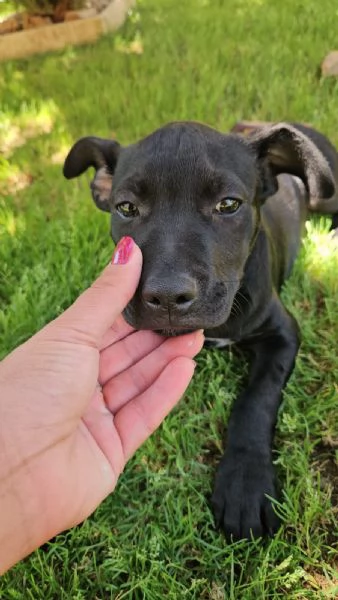Totograve 3 mesi incrocio pittbull | Foto 4