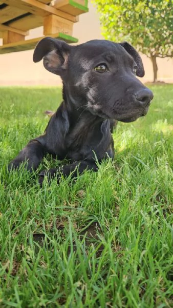 Totograve 3 mesi incrocio pittbull | Foto 3