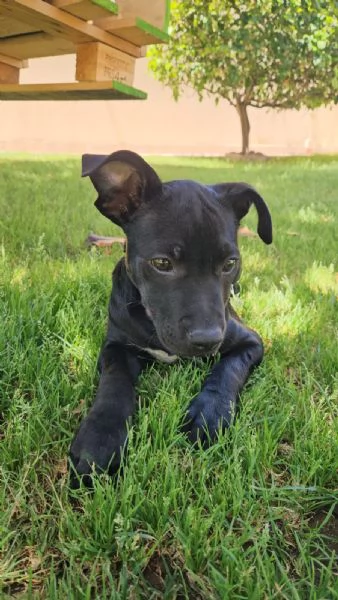 Totograve 3 mesi incrocio pittbull | Foto 1