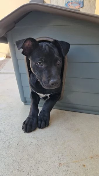 Totograve 3 mesi incrocio pittbull