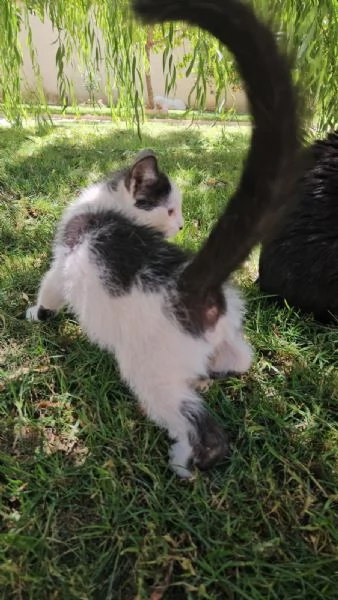 Ginu 5 mesi maschietto | Foto 3