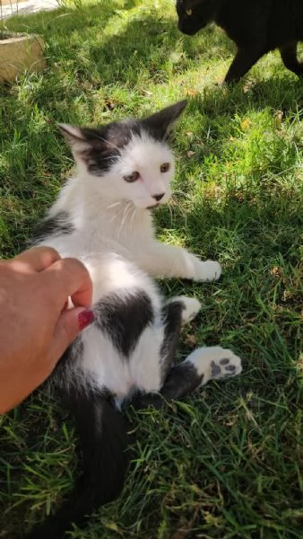 Ginu 5 mesi maschietto | Foto 1
