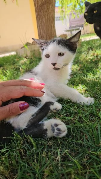 Ginu 5 mesi maschietto | Foto 0