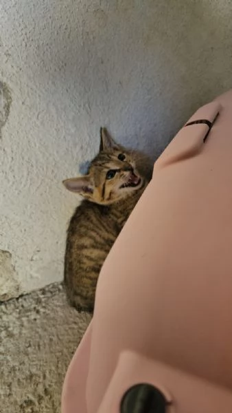 Potato maschietto 3 mesi 