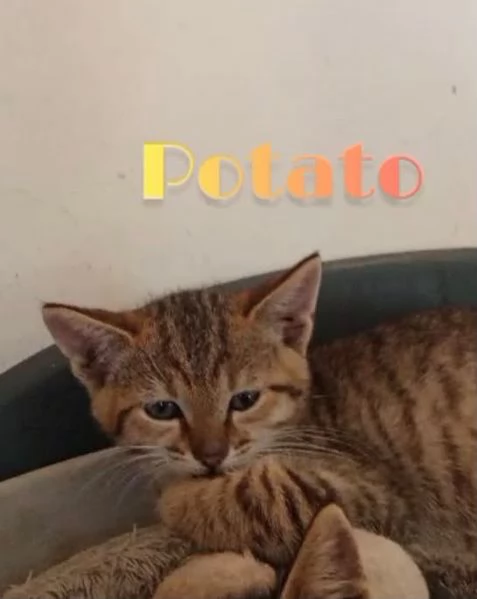 Potato maschietto 3 mesi  | Foto 5