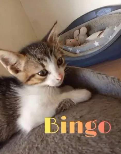 Bingo maschietto 3 mesi
