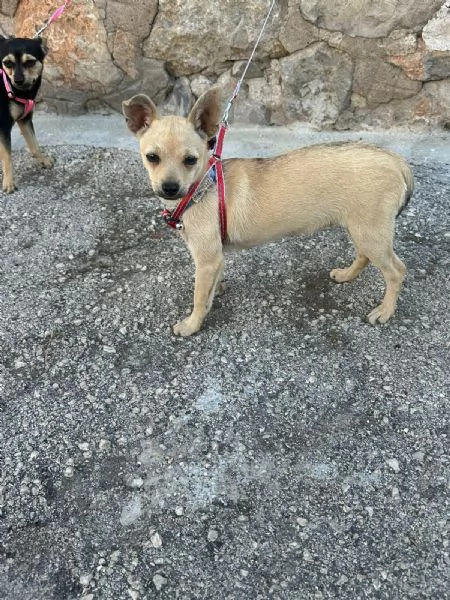 Ponga 5 mesi taglia mini