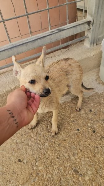 Ponga 5 mesi taglia mini | Foto 1
