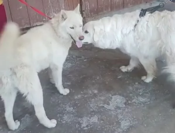 Zeus giovane Siberian Husky socievole con tutti  | Foto 6