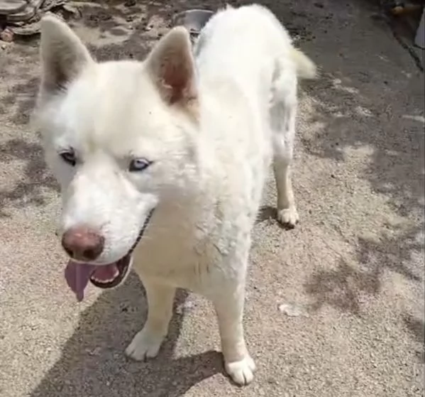 Zeus giovane Siberian Husky socievole con tutti  | Foto 5