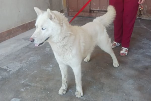 Zeus giovane Siberian Husky socievole con tutti  | Foto 4